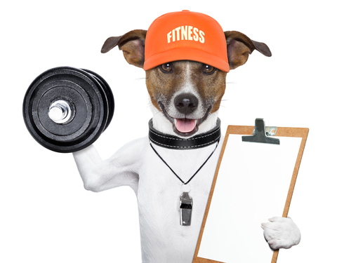 personal  trainer dog with dumbbells and a clipboard